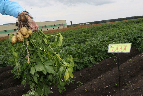 Уральский проект развития картофельного семеноводства стал федеральным