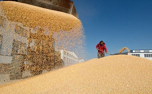 Рост цен на российскую пшеницу остановился. Россия проиграла египетский тендер второй раз подряд